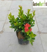 Ixora Vietnam Live Plant Outdoor Flower Plant | Pokok Bunga Jejarum | 龙船花盆栽