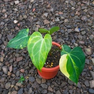 Anthurium Queen clarinervium varigata tanaman hias kuping gajah