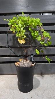 南非龜甲龍 塊根植物