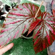 begonia brevirimosa spp