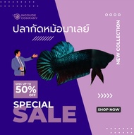 2ตัว+ฟรี1 ปลา-กัด มาเลย์สายกัดนครปฐมสายกัด รอบไวอึดทน บ่อใหม่ คละสี