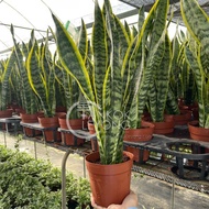 TKL - Sansevieria Laurentii/Superba/Golden Snake Plant/Air Purifying Plant 金边虎尾兰