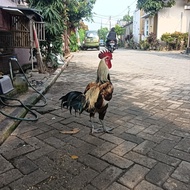 Ayam Pelung Jantan Dewasa Suara Panjang