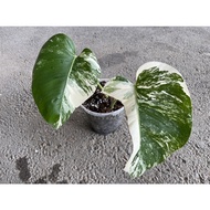 Monstera Borsigiana Albo