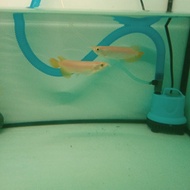 ikan arwana super red anakan uk 15-17cm