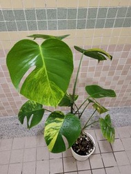 罕有黃斑龜背芋 盆栽