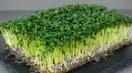 MICROGREENS Sprouting seeds - MUSTARD Sprouts seeds 20 GRAMS / 0.7 oz