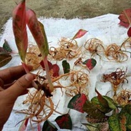 bonggol aglonema red sumatra