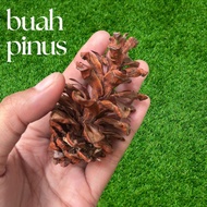 7 pcs Dried Pines – Sensory Play & Loose Parts Media for Kids