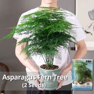 ของแท้ 100% เมล็ดพันธุ์ หน่อไม้ฝรั่งเฟิร์นต้น บรรจุ 2 เมล็ด Asparagus Fern Tree Plant Seeds เมล็ดดอก