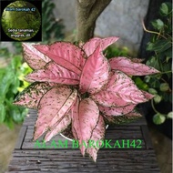 Bibit Bonggol AGLAONEMA / AGLONEMA RUBY SUPER PINK - Lestari Importir