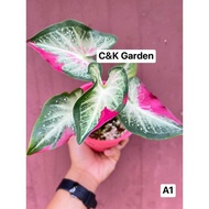 [C&amp;K] Shycool Caladium Keladi Cat | Rare Plant | Modern Garden | Pokok Viral