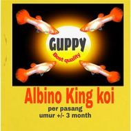 Guppy albino king koi Red ear /perpasang(genetik)