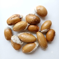 1pc Biji Benih Durian D101 / D101 Durian Seed/D101 榴莲种子