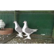 TELUR MERPATI HIAS LAHORE UNTUK DI TETASKAN