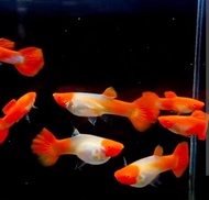 albino koi guppy ..pair male +female