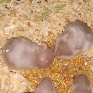 hamster syrian satin