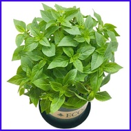 § ◭ High quality seeds 50pcs Herb Garden Seed,Basil, Rosemary,Lemon Grass, Parsley,Thyme Seeds for