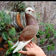 Burung Dara Burung Merpati Jantan - blorokblantong Berkualitas