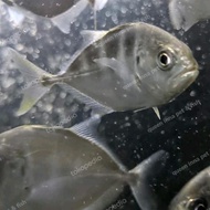 Giant travelly - ikan predator