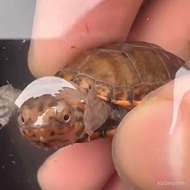 Red-Faced Egg Turtle Spermed Egg Hatched Egg Bag Spermed Bag Hatching Free Hatching Tool SKRW