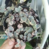 Tanaman hias string of heart variegata