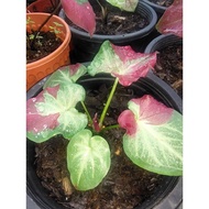 caladium thai shycool / chai chon