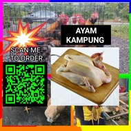[HALAL] [AYAM KAMPUNG] [BORONG] Native Chicken Fresh Siap Proses