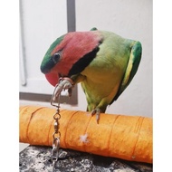 rantai burung betet jawa bejo , betet sumatra betsum, betet enggano