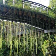 Vernonia elliptica 10bags bundle curtain creeper plant free fertiliser 500 gram free soil 3kg