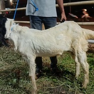 PROMO TERBARU KAMBING MURAH KAMBING QURBAN MURAH KAMBING QURBAN SURABAYA