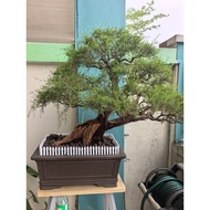 BONSAI CUCUR ATAP LOKAL.