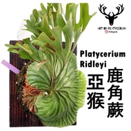 JOHOR READY STOCK Art Of Platycerium Ridleyi Tanduk Rusa Ready On Board Platycerium Staghorn Fern/ 亚