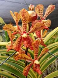 出藝 萬代蘭(Vanda x Arachnis flos-aeris )(葉藝極美~超大美株)極珍稀