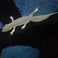 Gecko Super Snow