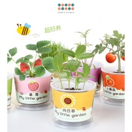 Mini box plant for children's day teacher's day birthday Christmas goodie bag gift