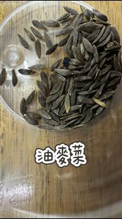 油麥菜種子