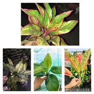 ☊✤Aglaonema Varieties for sale