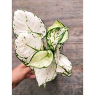 Sindo - Aglaonema.super White Live Plant 5EERUOXHQH