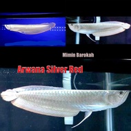 Ikan Arwana Silver Red - Ikan hias arwana - ikan predator arwana silver hiasan aquarium aquascape