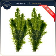 Aquarium Aqua Plants- Egeria Densa Unpotted (1 bunch=8 stem) 水薀草/蜈蚣草