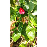 Anak pokok Anthurium Red | Peace Lily | Real Plant | Indoor Plant