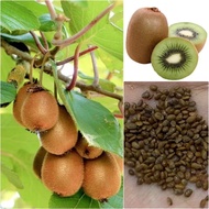 ปลูกง่าย ปลูกได้ทั่วไทย เมล็ดสด 100% Kiwi Seeds เมล็ดพันธุ์ เมล็ดกีวี บรรจุ 100 เมล็ด เมล็ดพันธุ์บอนสี เมล็ดพันธุ์ผลไม้ ต้นไม้ผลกินได้ ต้นไม้กินผล พันธุ์ไม้ผล กล้วยด่าง ต้นไม้มงคล บอนไซ ต้นไม้ บอนสี เมล็ดผลไม้ พร้อมส่งจากไทย