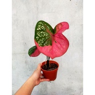 Caladium Red Beret Daun Bulat Tebal Berret Baret Barret Pokok Keladi Cat Tumpah Merah Rare Indoors Outdoors Plants Bunga