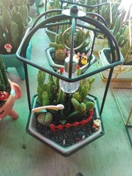 Succulent Plants with Lamp 多肉植物連燈