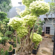 Quality Bonsai Anting Putri Siap Pajang