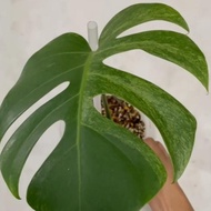 Tanaman Hias Monstera Mint Variegata Murah 55Kk Dontbuildme