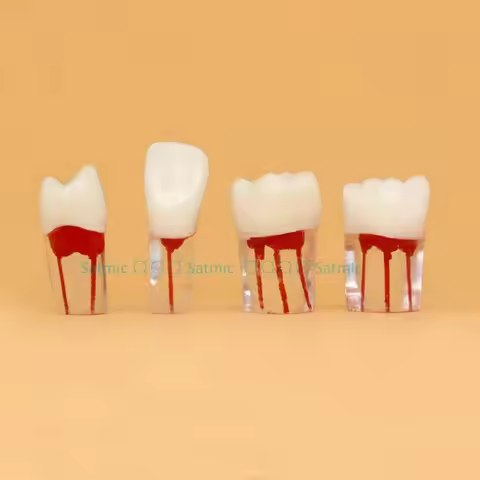 3pcs Tooth Root Canal Model for RCT Practice Transparent Resin with Pulp Cavity & Dyed Root Canal