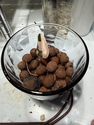 粉錦 小仙女海芋苗