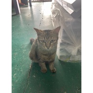 dimana mana kucen disini